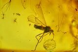 Fossil Moth fly (Psychodidiae) & Flies (Diptera) In Baltic Amber #207535-1